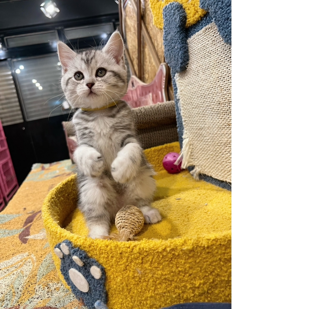 銀白美短㊛妹妹（☆已