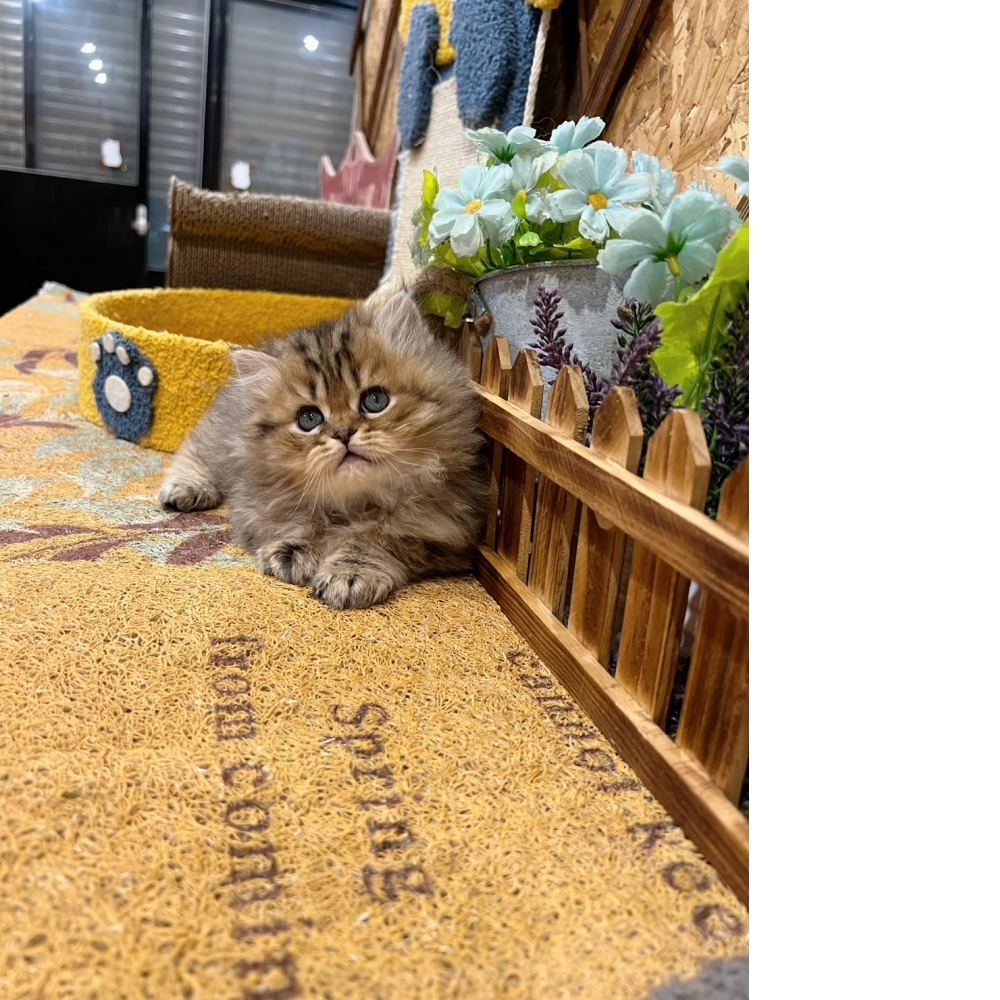 棕黑金吉拉㊚弟弟（☆已有家★）