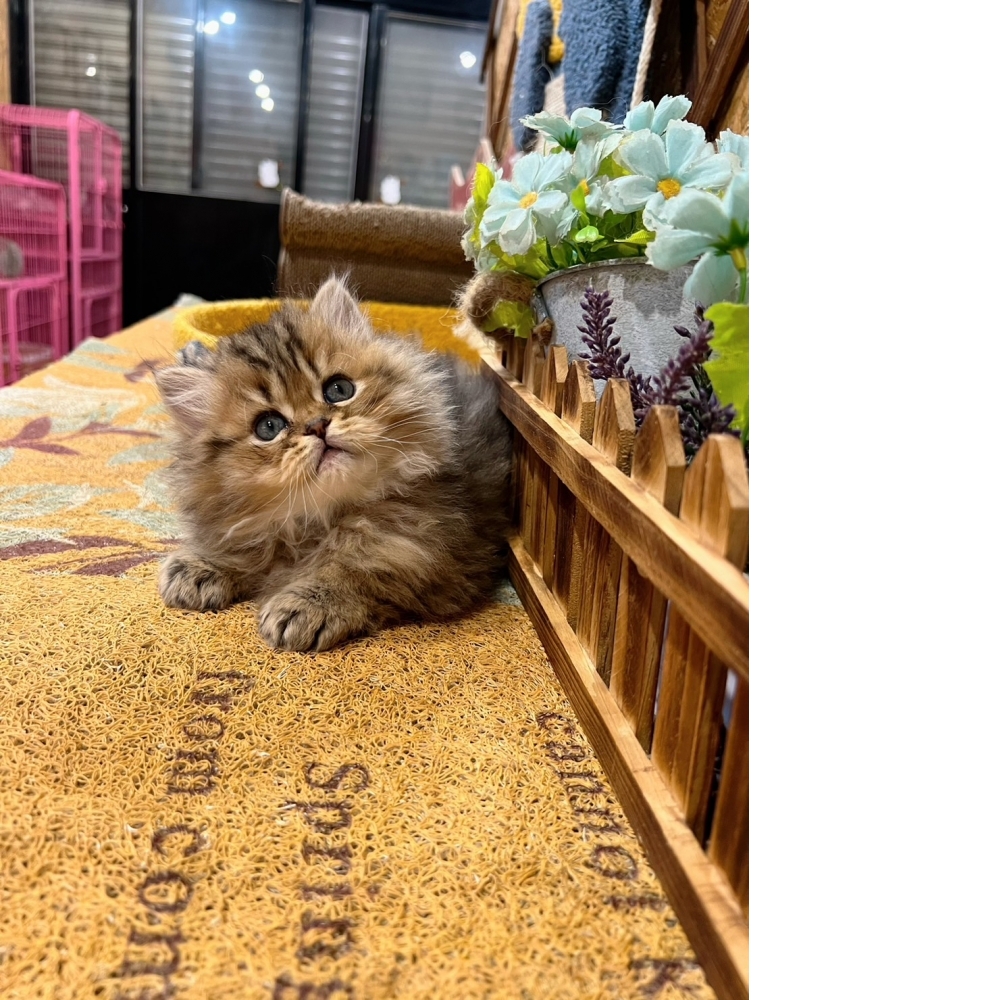 棕黑金吉拉㊚弟弟（☆