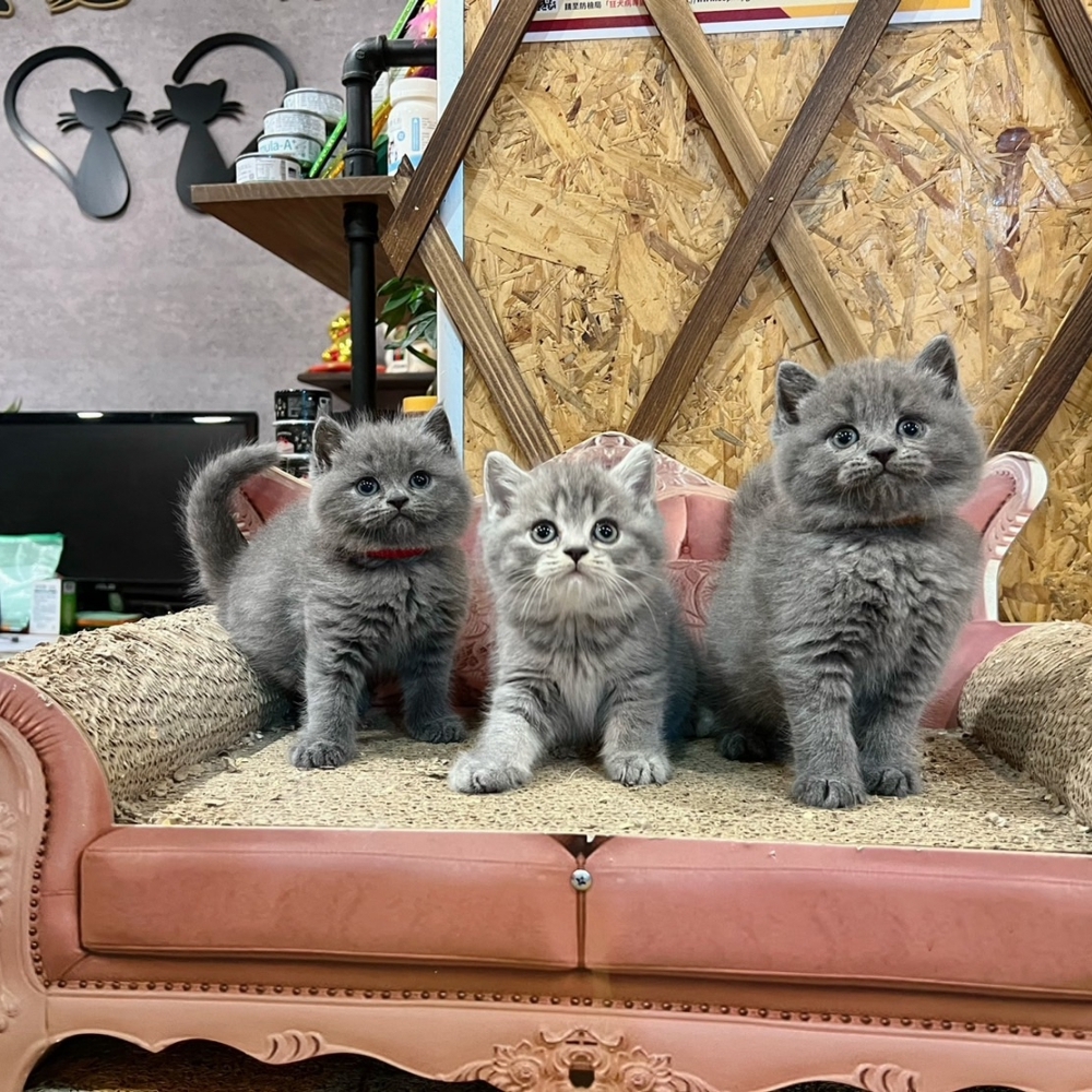 藍英短、藍虎斑㊛㊚妹妹、弟弟 （☆已有家★）