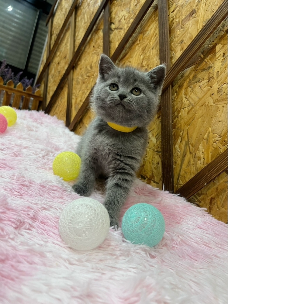 藍英短㊛妹妹（☆已有家★）