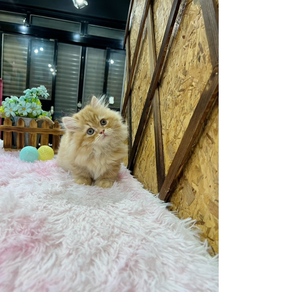 黃金色小步舞曲㊚弟弟（☆已有家★）