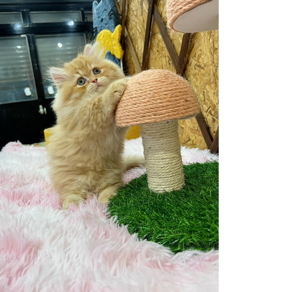 黃金色小步舞曲㊚弟弟（☆已有家★）