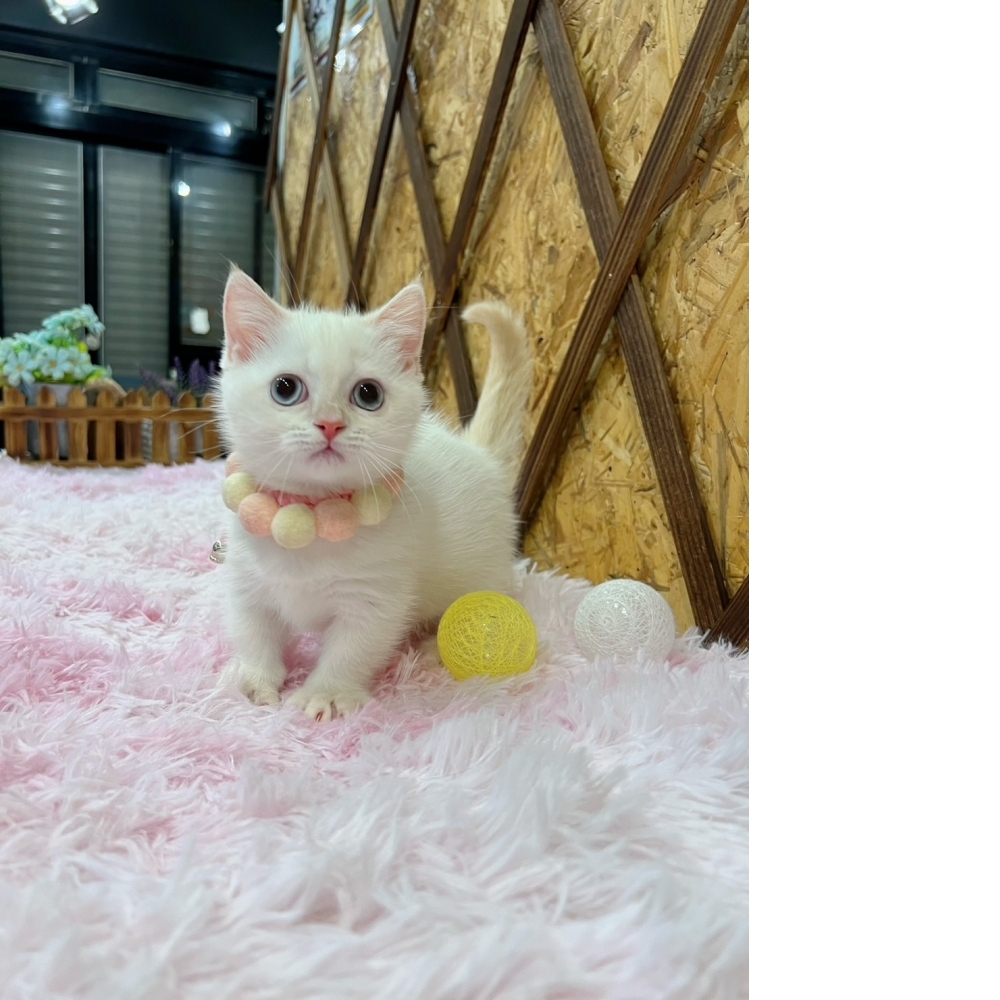 奶油端曼赤肯㊛妹妹（☆已有家★）