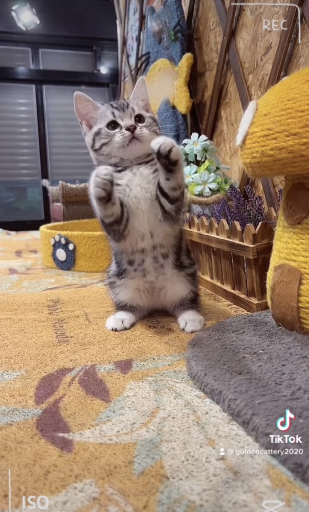 銀白美短㊛妹妹（☆已