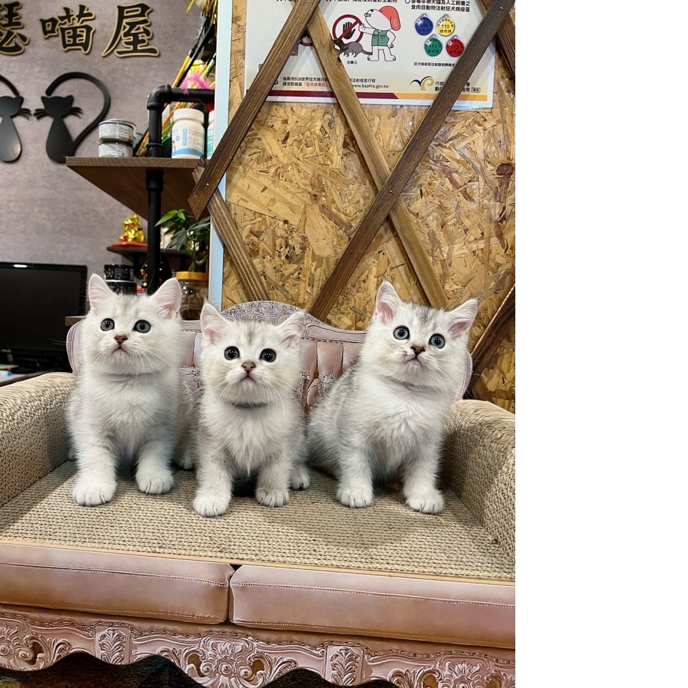 銀漸層英短㊚弟弟（☆已有家★）