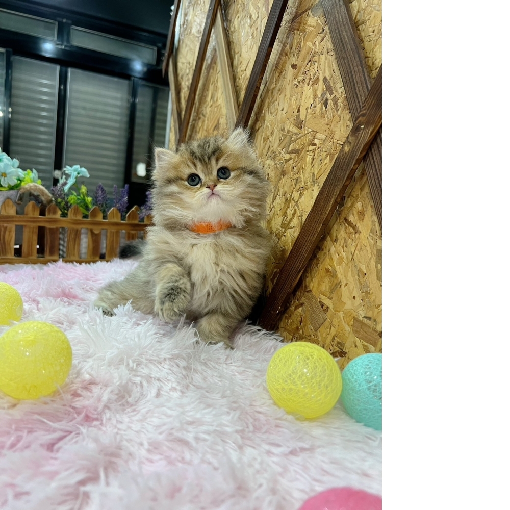 黃金金吉拉㊛妹妹（☆已有家★）