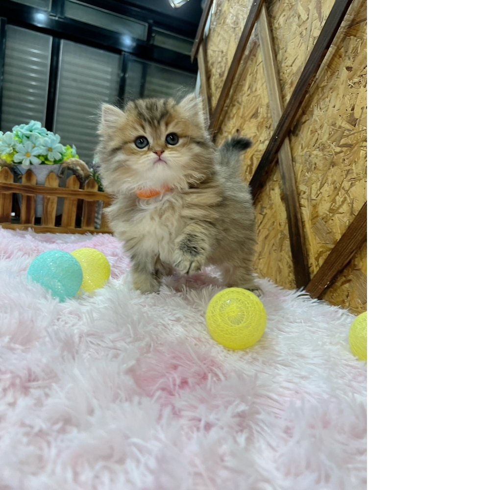 黃金金吉拉㊛妹妹（☆