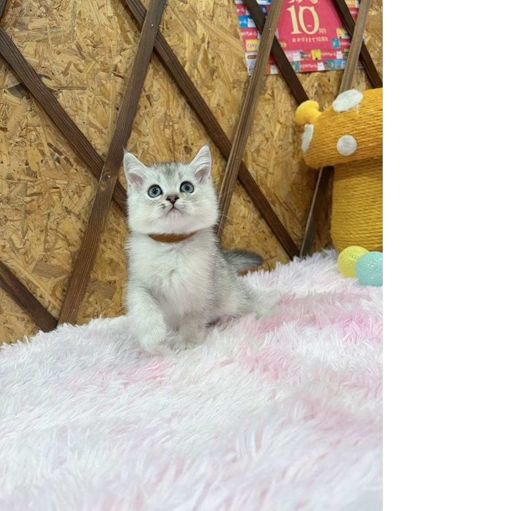 銀漸層英短㊚弟弟（☆已有家★）