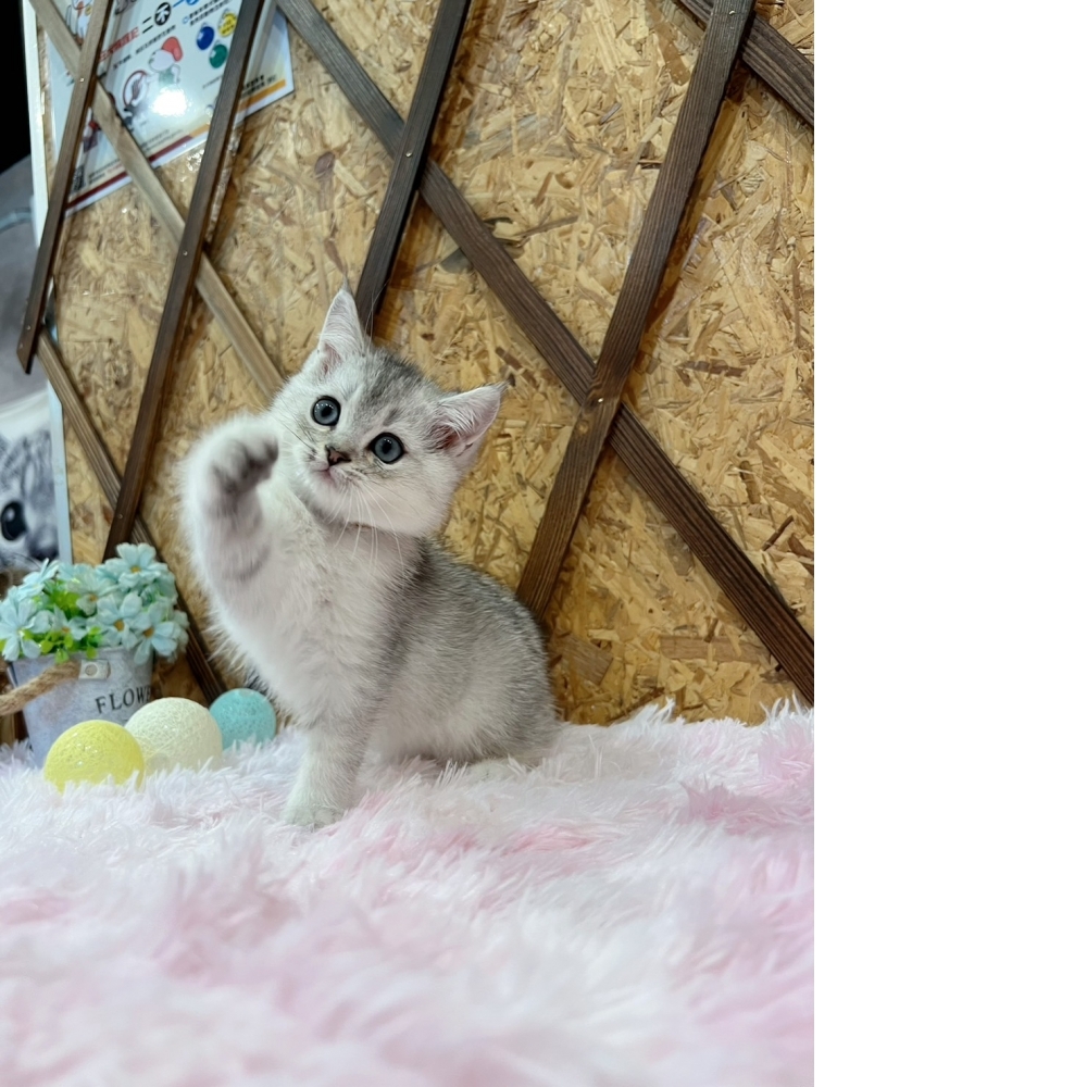 銀漸層英短㊚弟弟（☆已有家★）