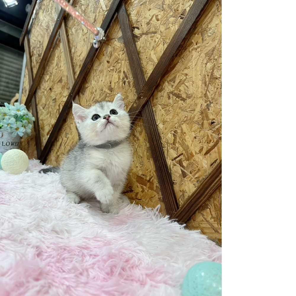 銀漸層英短㊚弟弟（☆已有家★）