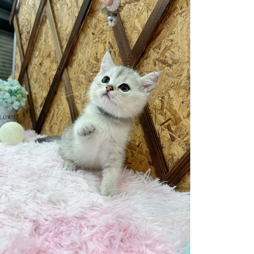 銀漸層英短㊚弟弟（☆已有家★）