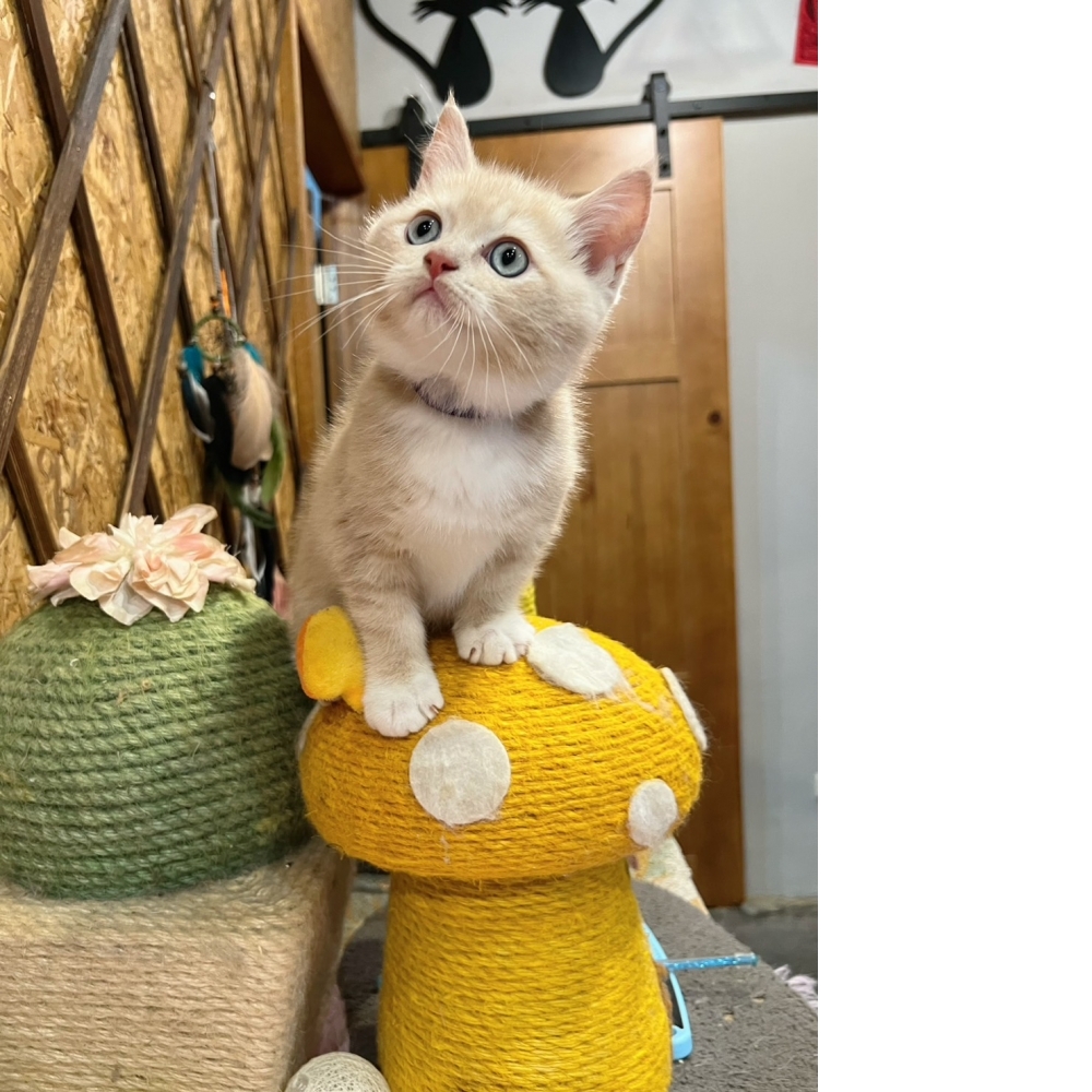 奶油英短㊚弟弟（☆已有家★）