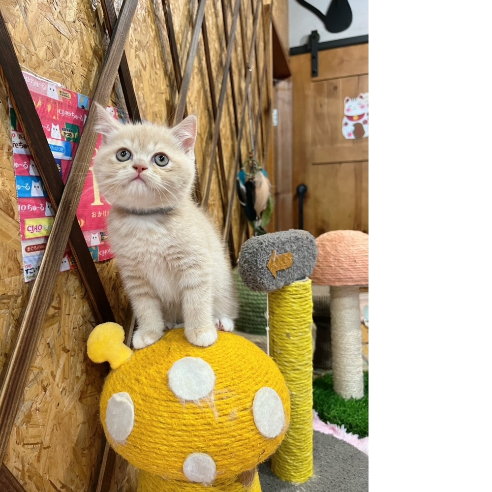 奶油英短㊚弟弟（☆已有家★）