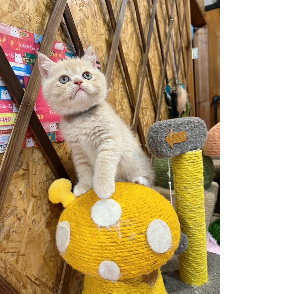 奶油英短㊚弟弟（☆已有家★）