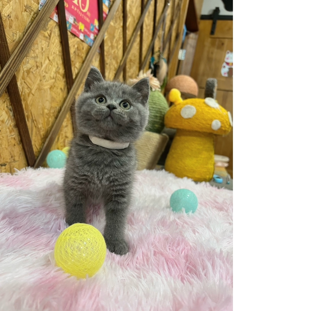 藍英短㊛妹妹（☆已有家★）