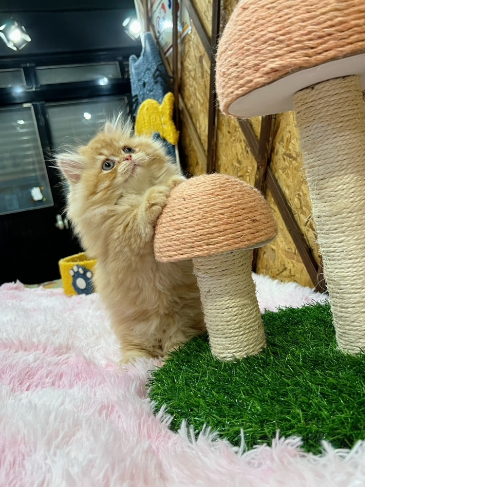 黃金色小步舞曲㊚弟弟