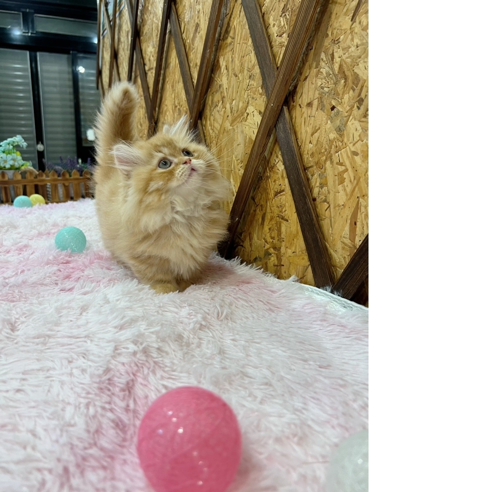 黃金色小步舞曲㊚弟弟（☆已有家★）