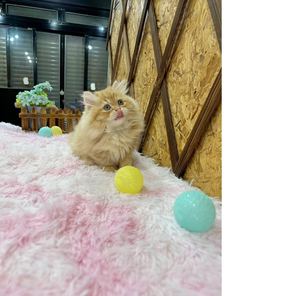 黃金色小步舞曲㊚弟弟（☆已有家★）