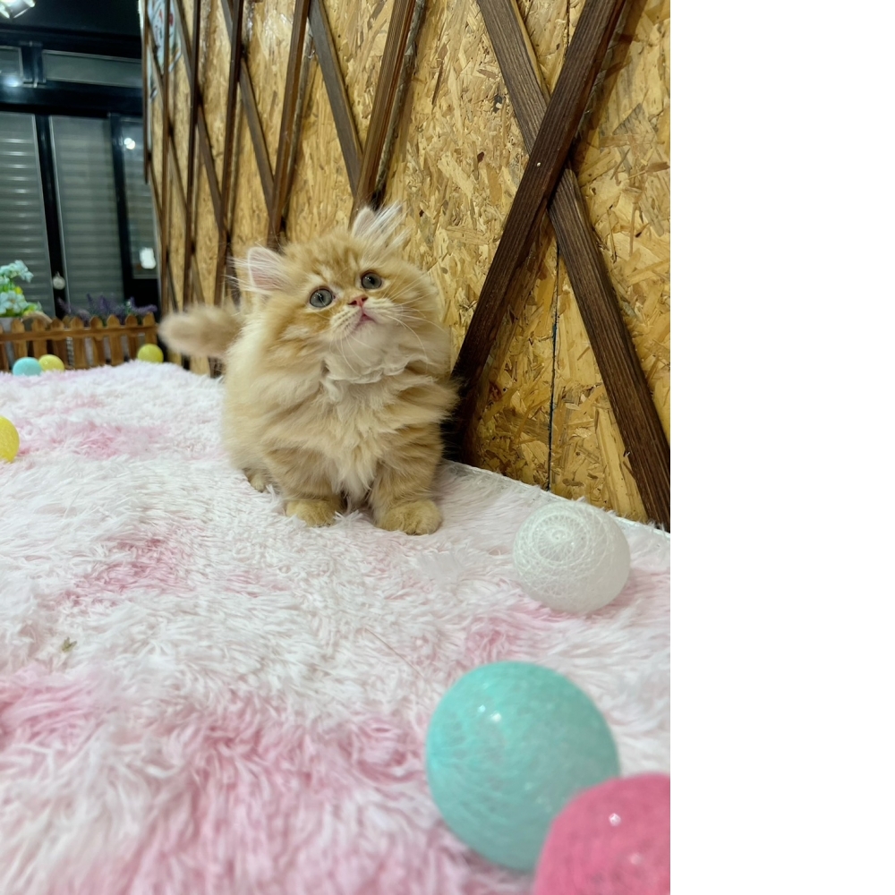 黃金色小步舞曲㊚弟弟（☆已有家★）