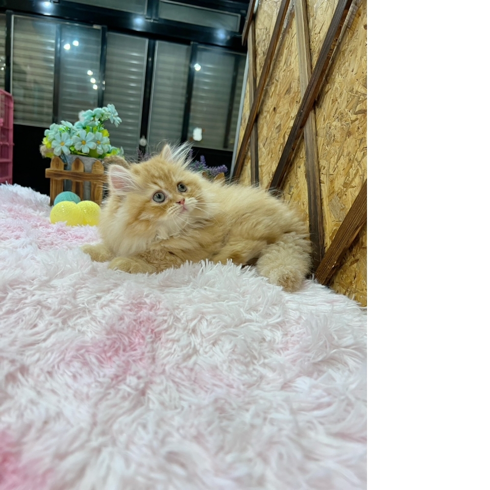 黃金色小步舞曲㊚弟弟（☆已有家★）