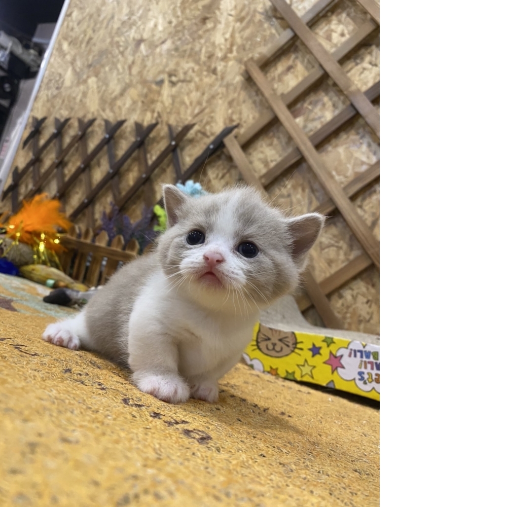 紫丁香賓士曼赤肯 #特殊色 （☆已有家★）
