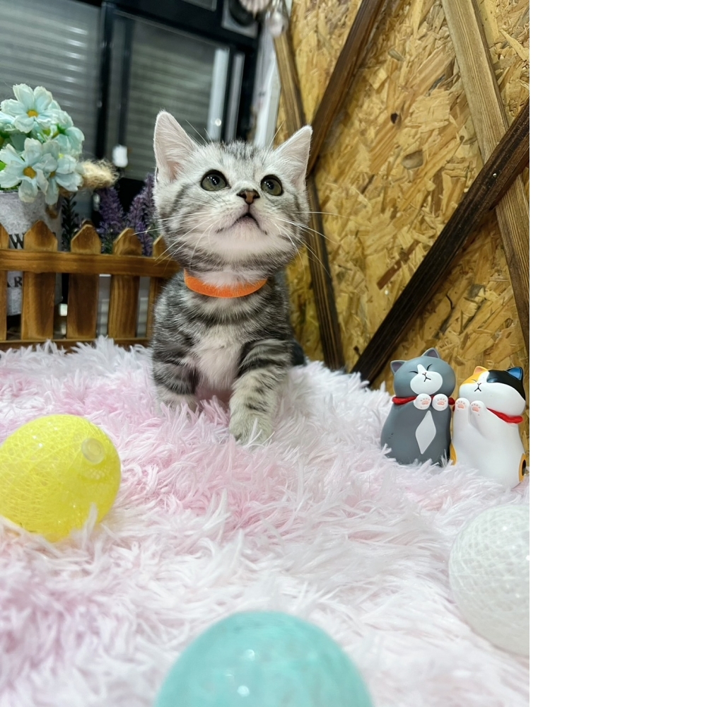 美短紋曼赤肯㊛妹妹（☆已有家★）