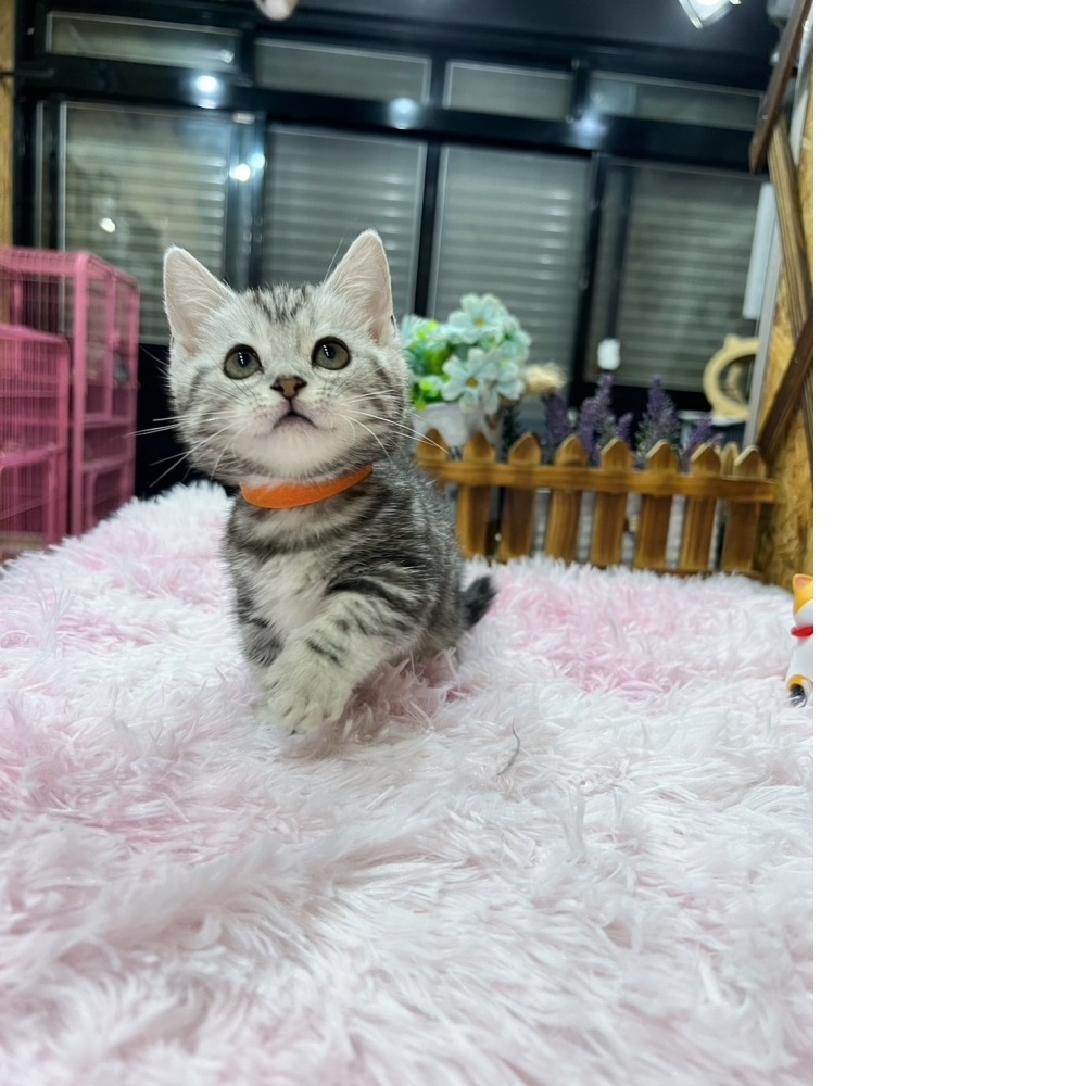 美短紋曼赤肯㊛妹妹（☆已有家★）