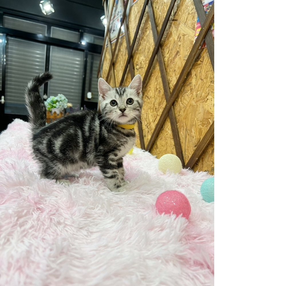 銀白美短㊛妹妹 （☆