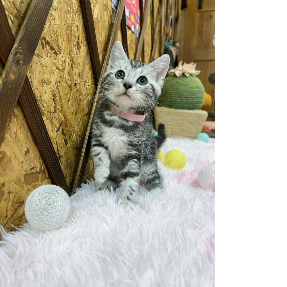銀白美短㊛妹妹 （☆已有家★）