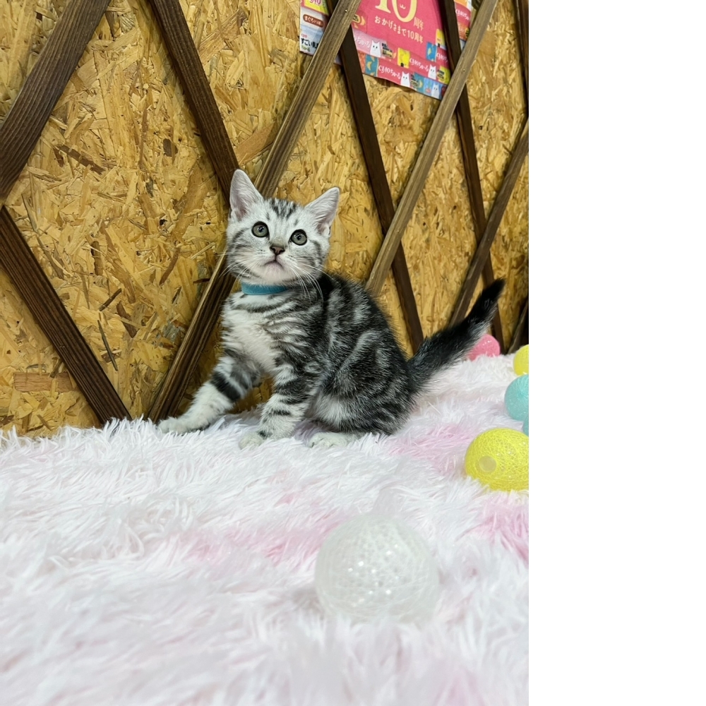 銀白美短㊚弟弟（☆已