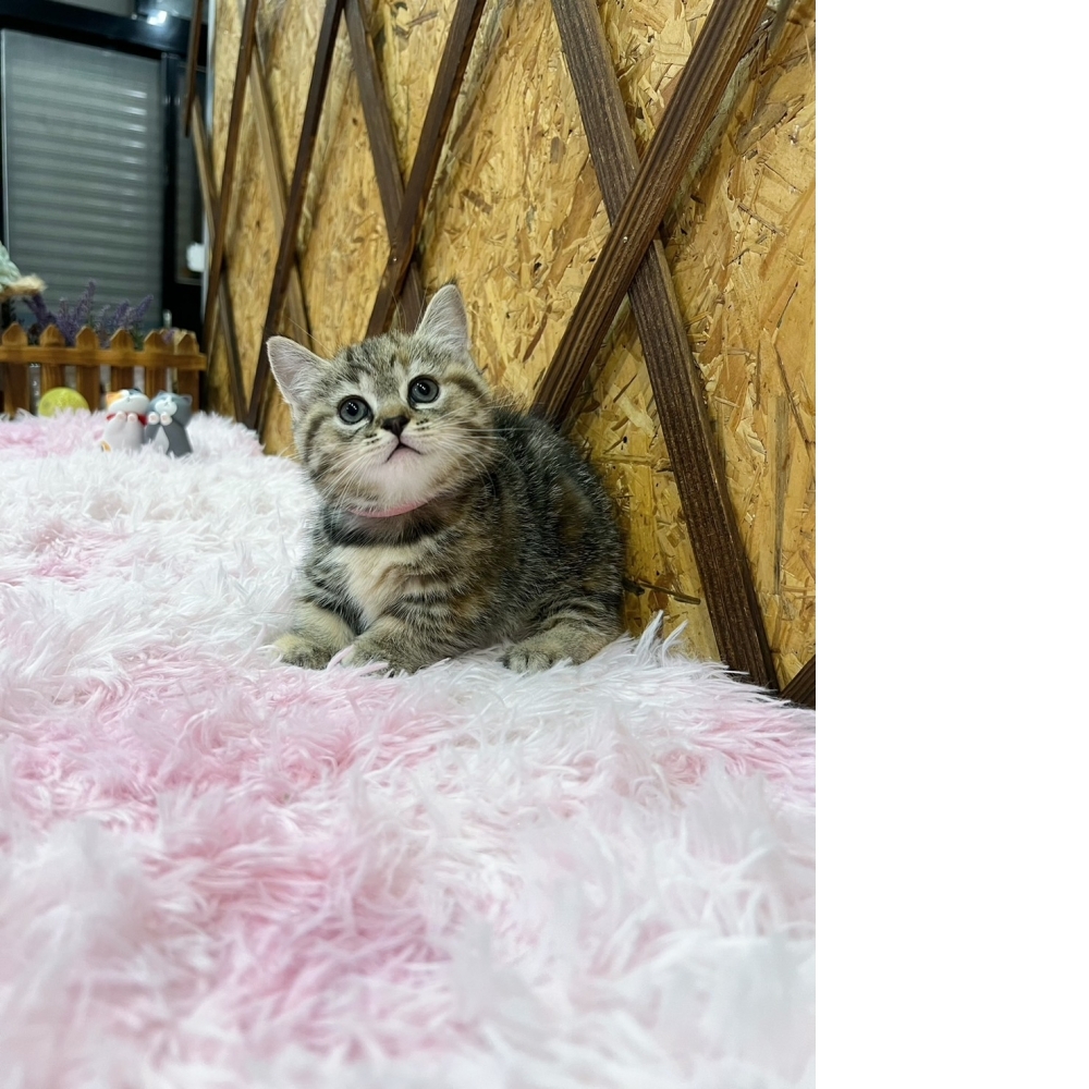 三花曼赤肯㊛妹妹（☆已有家★）