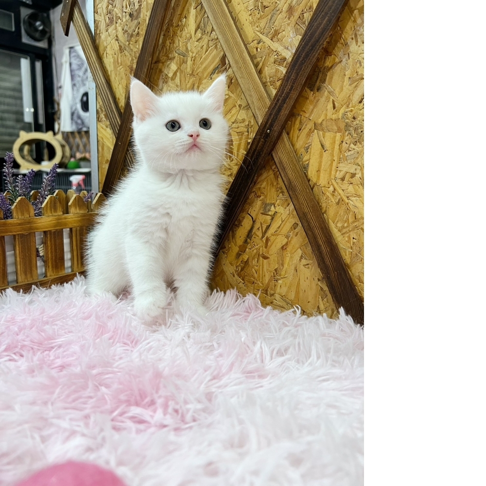 純白英短㊚弟弟（☆已有家★）