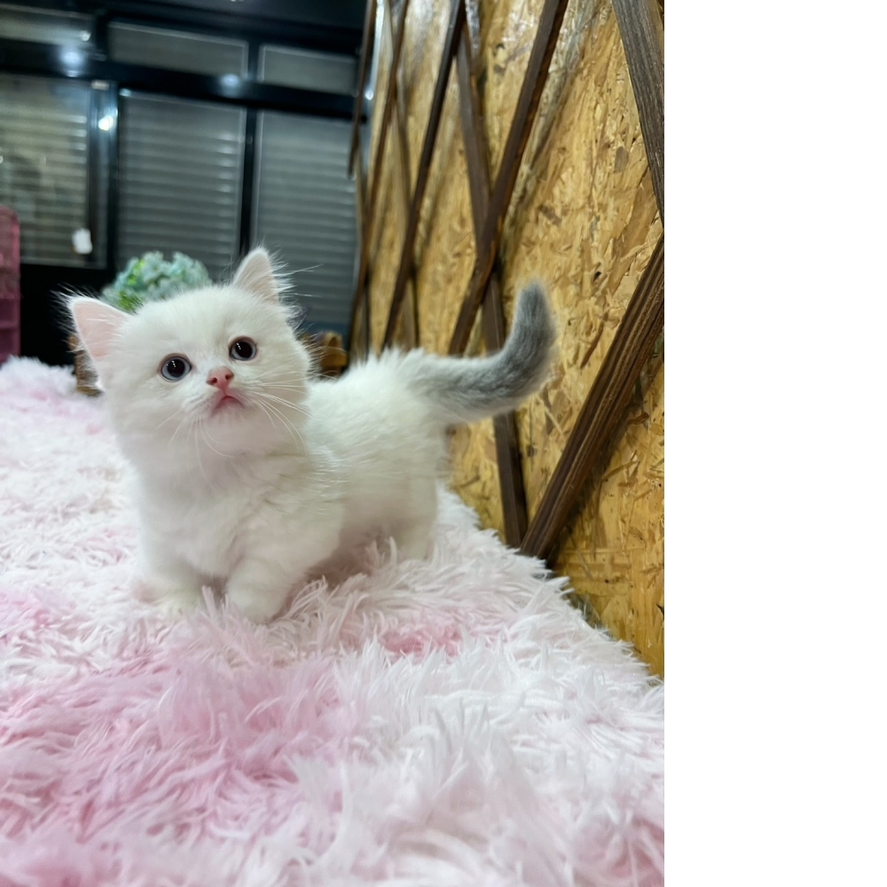 端子色曼赤肯㊚弟弟（