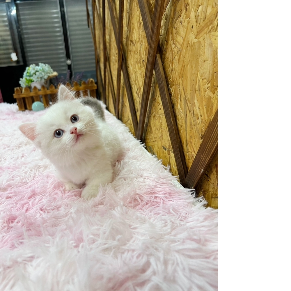 端子色曼赤肯㊚弟弟（☆已有家★）