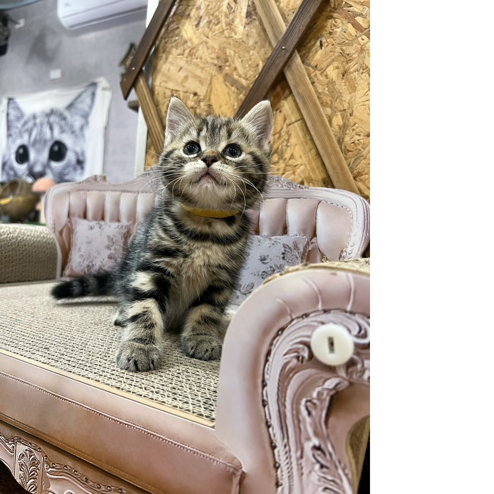 古銅美短㊛妹妹（☆已有家★）