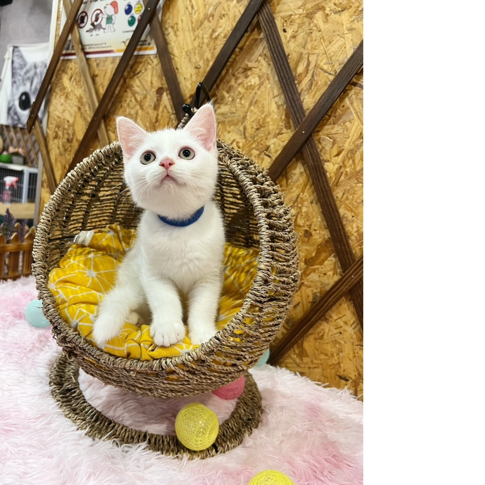 白英短㊚弟弟 （☆已有家★）