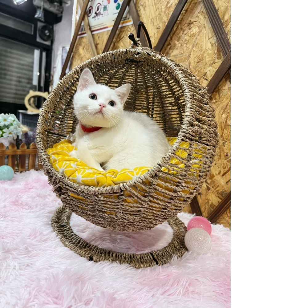 白英短㊛妹妹 #異色瞳（☆已有家★）