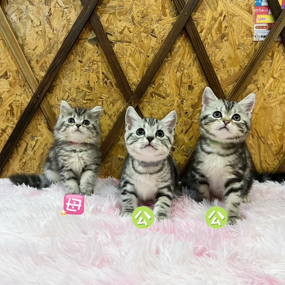 銀白螺旋紋美短㊚㊛公