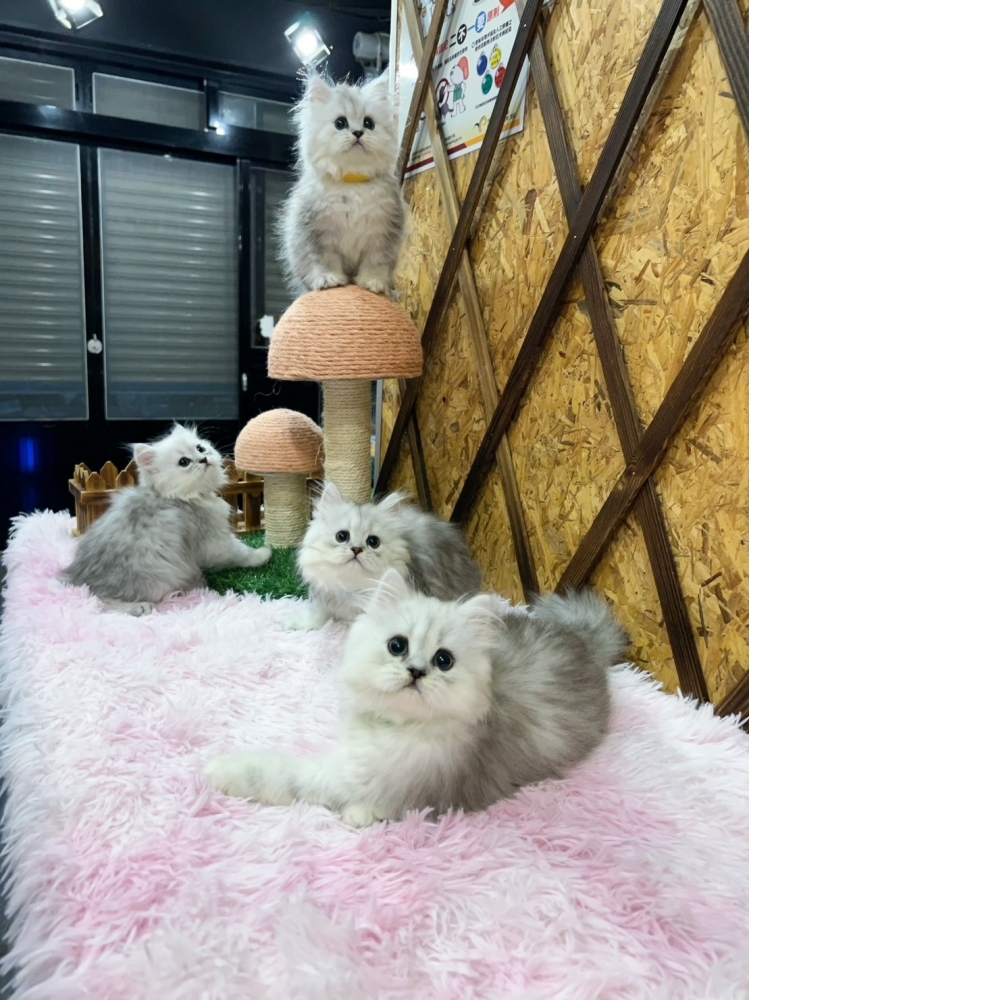 銀白金吉拉㊚四兄弟（☆已全數有家★）