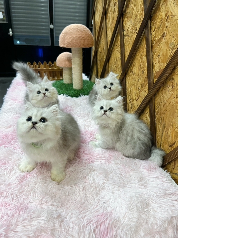 銀白金吉拉㊚四兄弟（☆已全數有家★）