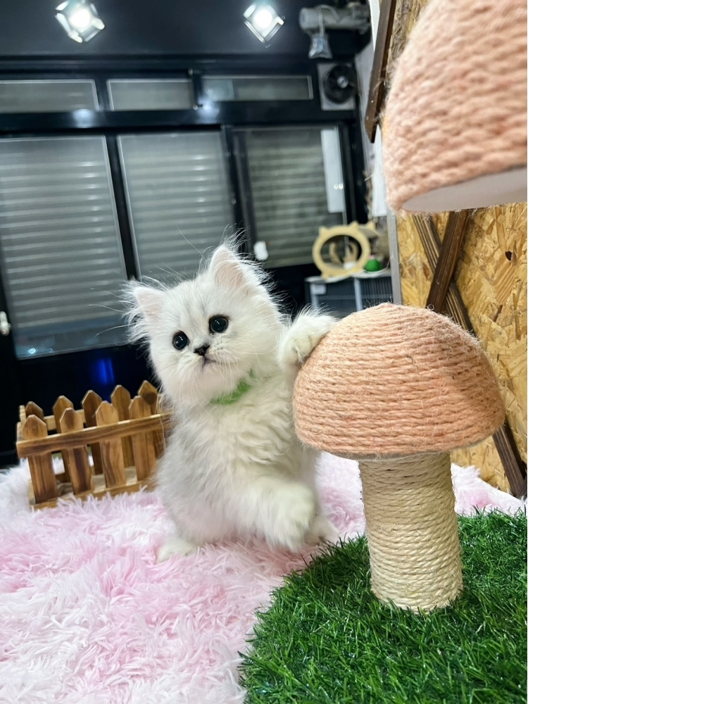 銀白金吉拉㊚弟弟(☆已有家★)