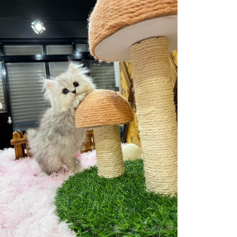 銀白金吉拉㊚弟弟（☆