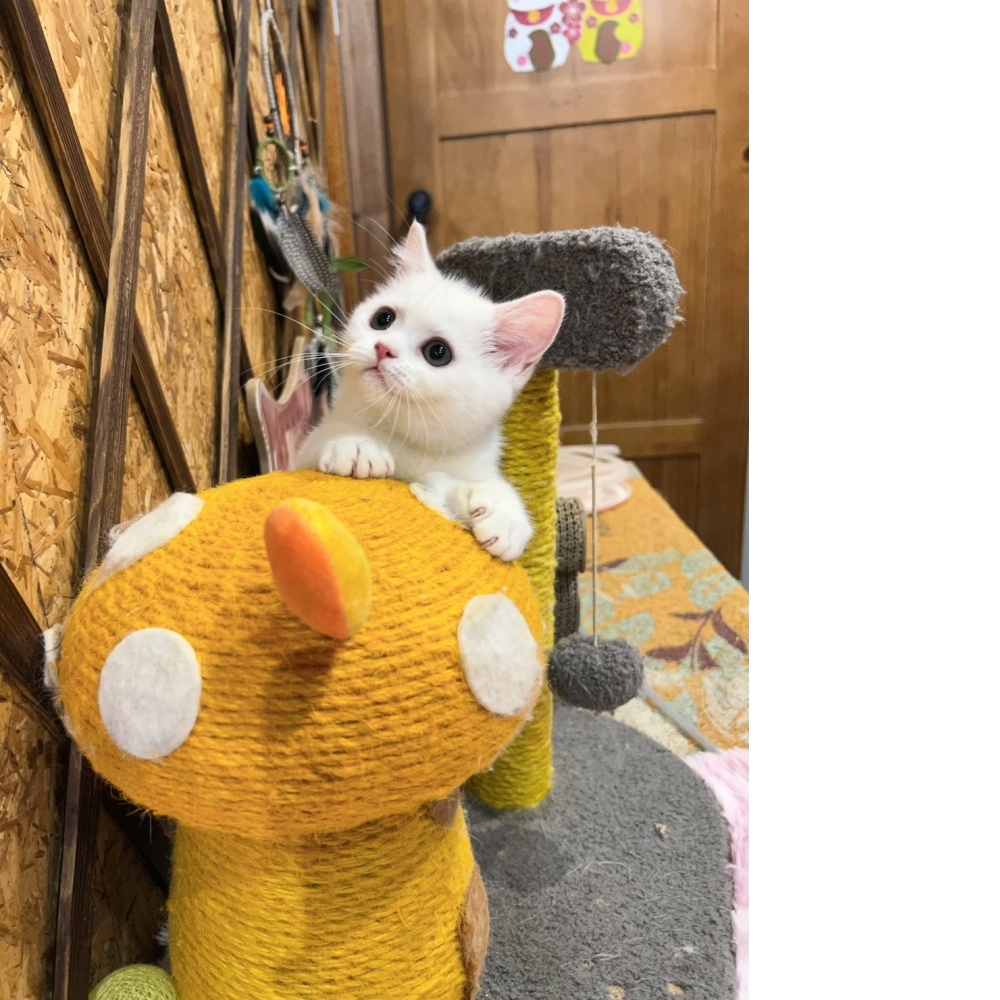 灰白英短㊛妹妹（☆已有家★）