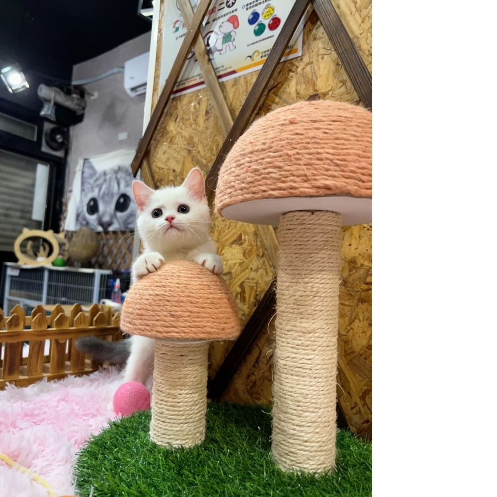 灰白英短㊛妹妹（☆已有家★）