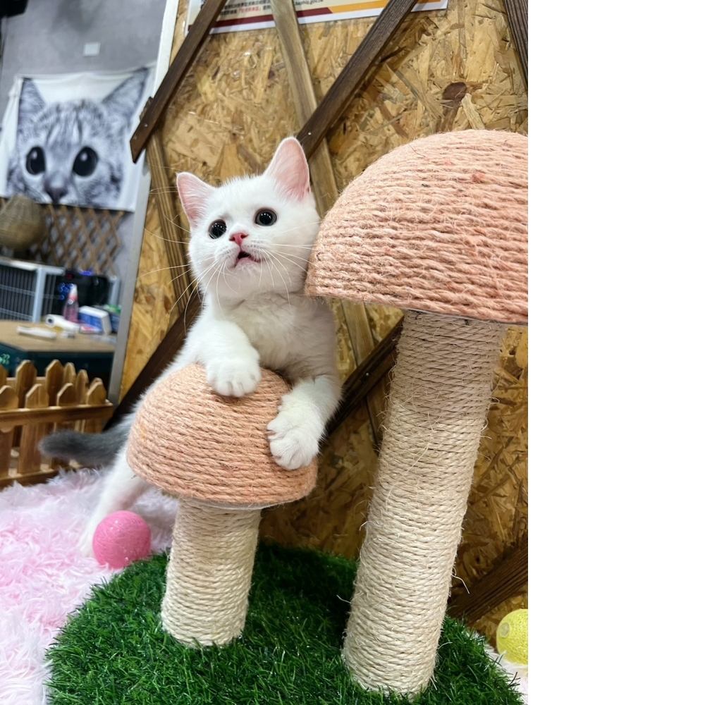 灰白英短㊛妹妹（☆已有家★）