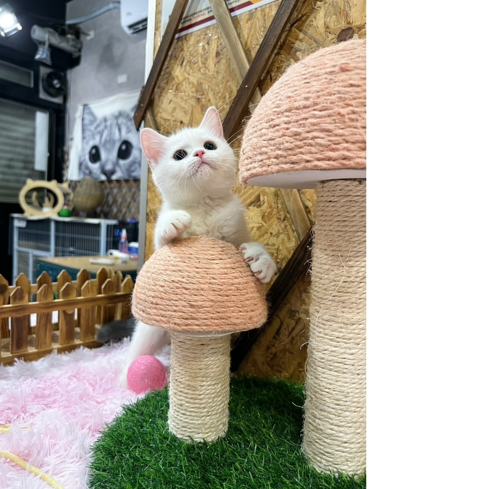 灰白英短㊛妹妹（☆已有家★）