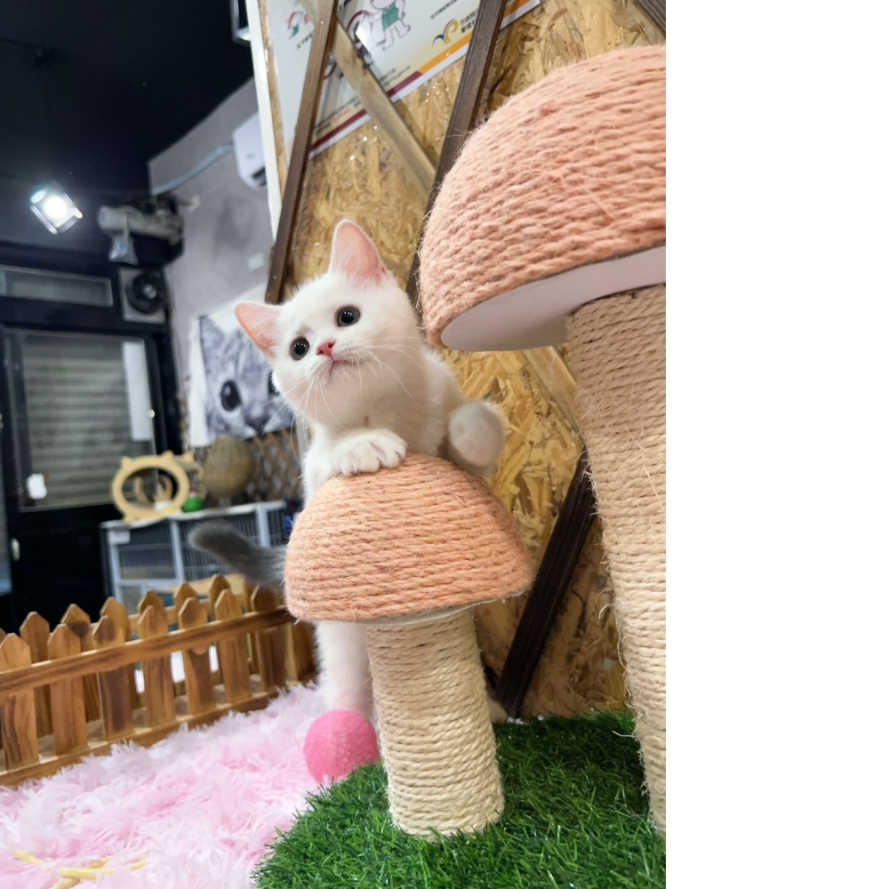 灰白英短㊛妹妹（☆已有家★）