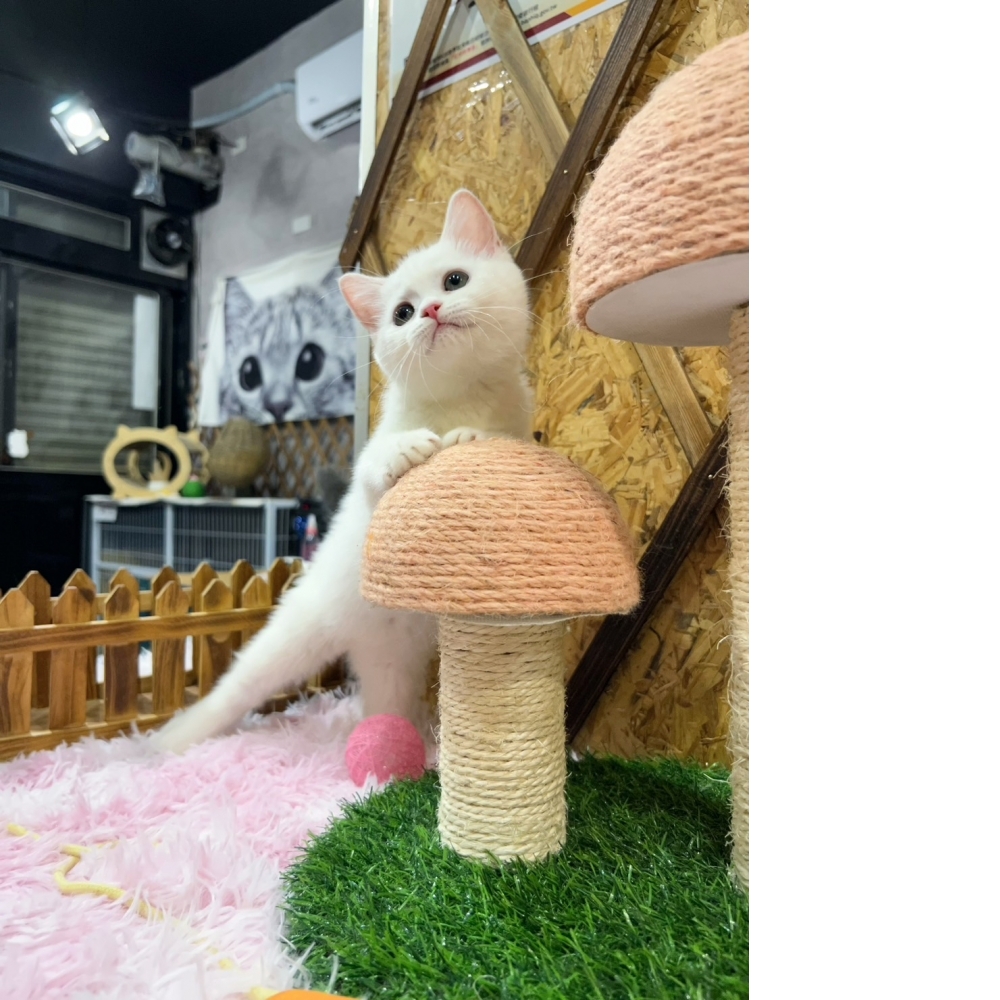 灰白英短㊛妹妹（☆已有家★）