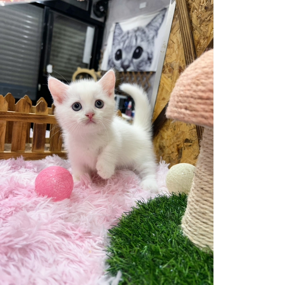 白曼赤肯㊚弟弟（☆已有家★）